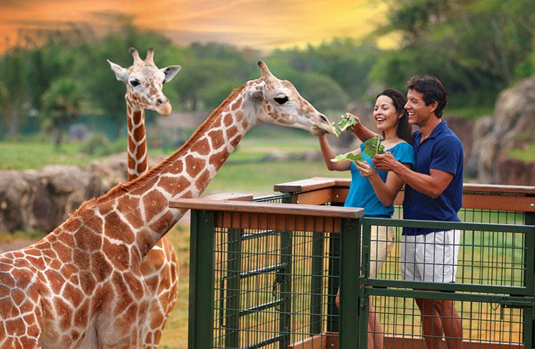 Couple feeding giraffe at SeaWorld Orlando