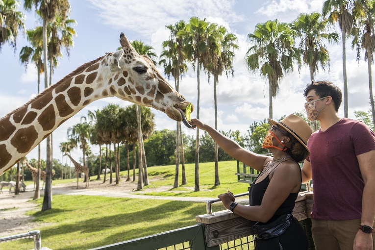 Serengeti Experience at Busch Gardens Tampa Bay